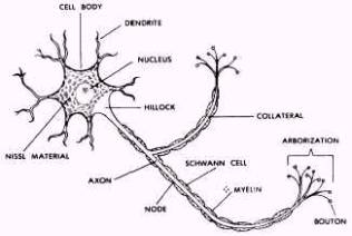 the process of forming new neurons within the brain is called